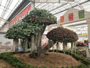 多图直击 第19届中国（青州）花博会盛大开幕，邀您共赴花香之旅