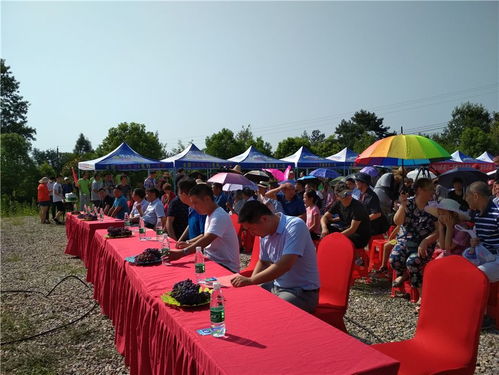漳河新区京河村举办首届葡萄丰收节 休闲观光活动亮相