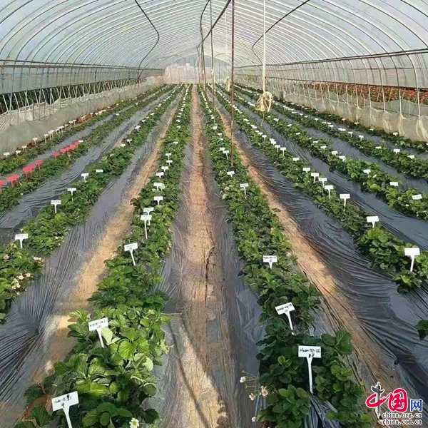 党建引领乡村振兴 &ldquo;莓&rdquo;好生活成色足